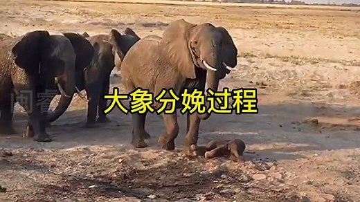 大象分娩过程 动物世界