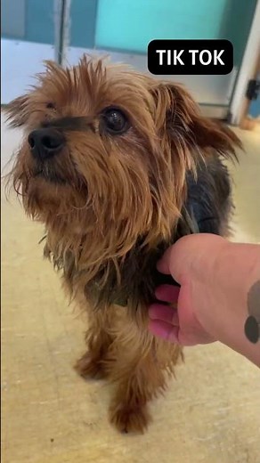 Meet our newly rescued senior dogs at Muttville!