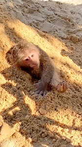 11K views · 172 reactions | Spotted a very pity tree-rat really in danger now #Poorlittlemonkey #Babymonkey #Helpbabymonkey #Recusemonkey #Babymonkey #Sadbabymonkey #monkeylove #monkeylife #monkeyfun #Monkeyvideos #Monkeylover | Monkeys Juliet | Facebook