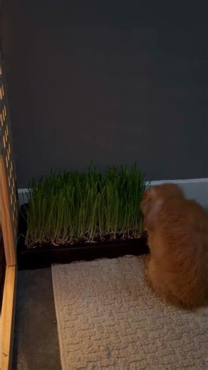 Lawn Care with Oakley