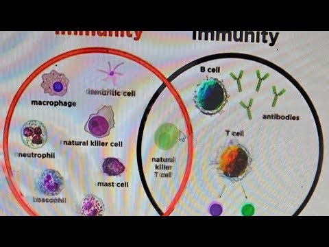 Human immunity system පහසුවෙන්ම ඉගෙන ගන්න