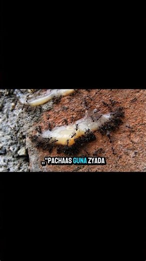 This Tiny Ant Is Stronger Than You 😱🐜