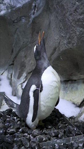 Gentoo Penguin Nest Building at Penguin Encounter | Seaworld Australia