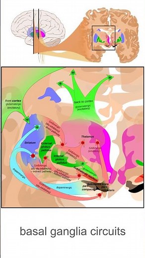 Basal Ganglia Circuits Explained Direct & Indirect Pathways Parkinson's Huntington's USMLE Neurology