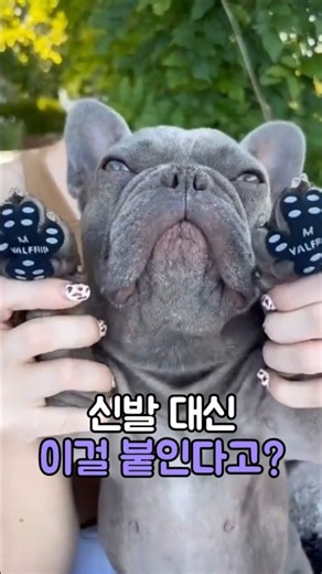 강아지 발바닥 패드 보호 스티커
