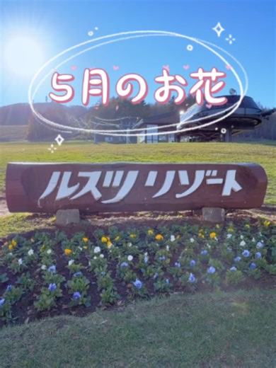ルスツの5月、春の花たちが 彩り始めました🌸 サクラ チューリップ スイセン ヒヤシンス… 歩いているだけで癒される景色🌿 ぜひ見に来てね～ #ルスツ #北海道旅行 #お花見 #癒しの瞬間 #映えスポット