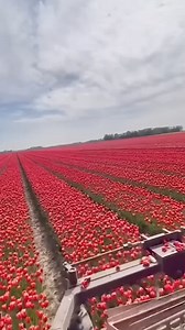 Unbelievable Facts You Didn’t Know pt70 #reels #unbelievablefacts #randomfacts #interestingfacts #satisfyingvideos #keenlyknownfacts | KeenlyKnown Facts