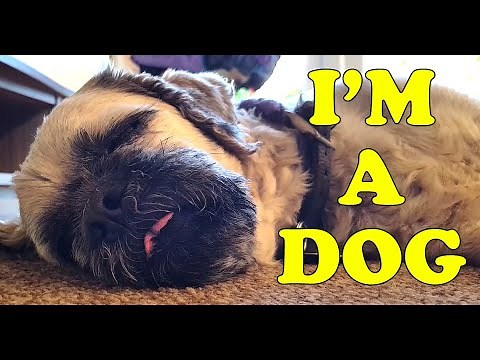 I'm a Dog - (With Lyrics Version)