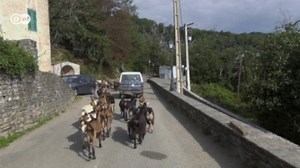 La libertad de ganado divide Córcega