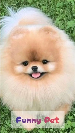Cutest & Funniest Pets Compilation 2026 🐾 Try Not To Laugh – Funny Pet Moments! 🤣