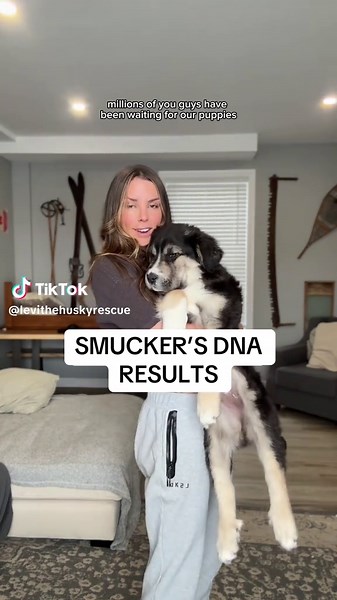 ok but how accurate do we think this really is? #Husky #Puppy #CuteDogs #DogDNA