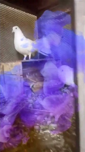 🐦 Pigeons Enjoying Their Day ❤️ | Cute Bird Moments