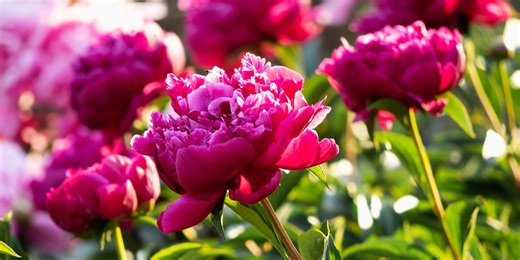 The prettiest flowers to beautify your garden