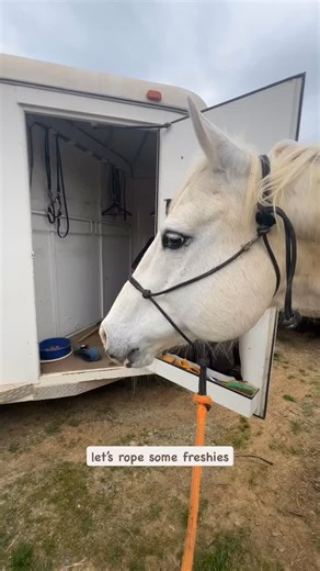 practice pen sesh after a month off biggest takeaway I’ve learned this last year is even if you miss, DONT STOP RIDING YOUR HORSE 🙃 | Taylor Shaw