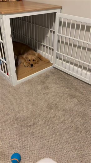 the ear obsession is getting out of hand #GoldenRetrieverPuppy #DogsofInstagram #PuppyLife #InstaDog #DogLovers #PuppyAdventures #CuteDogsDaily #Pupstagram #DogsOfTheWorld #PetInfluencer #DogsofIG #PuppyEyes #FluffyFriend #DogLife #Pawfect #DogDaily #PupLovers #CheddarTheDog #GoldenRetrieverLove #DogVibes #Petstagram #roc #rocliving #rochester #ny | Golden Boy Cheddar