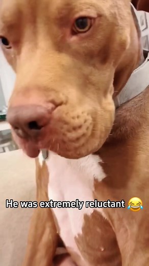 9.7K views · 174 reactions | Dramatic dog #funny #fyp #dog #dogs #funnydogs | Dog.pet.funny | Facebook