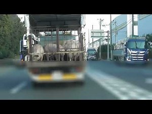 【実録ドキュメンタリー】あなたの為に屠殺される豚