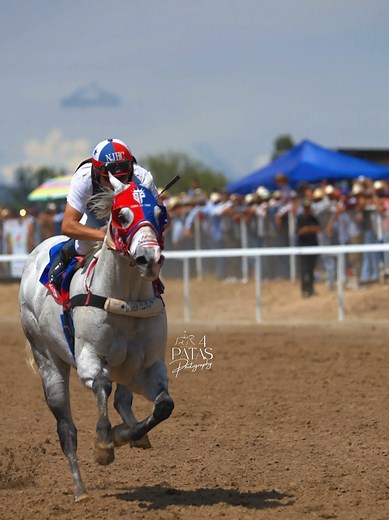 Captivating Horse Photography Techniques