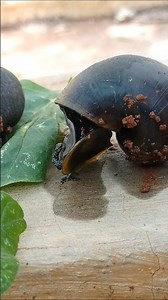 Watching a water snail come out of its shell. #snail #shorts