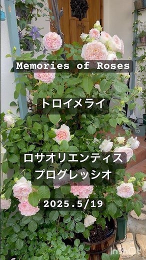 トロイメライが満開になりました #rosé #rose #roses #garden #gardening #薔薇 #バラ #ロサオリエンティス #ガーデニング #トロイメライ
