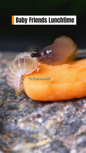 Baby slug and baby isopod eating together ❤️