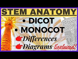 Internal Structure of Dicotyledonous and Monocotyledonous Stem [Anatomy] Diagram | Monocot vs Dicot