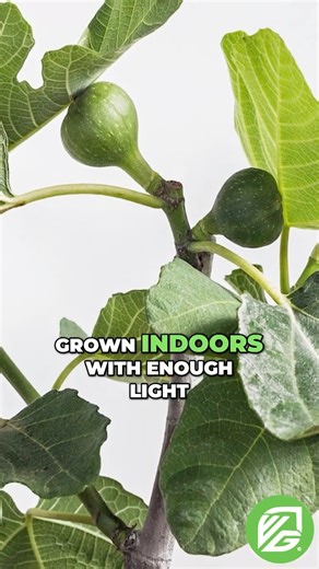 Fignomenal Fig: Grow Sweet Figs Anywhere, Even Indoors! #shorts ‪@TwilightVaramek‬