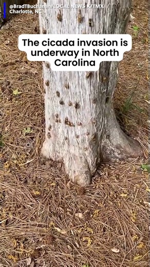 They're heeeeere! The cicade invasion has started. #cicadas #northcarolina | KWCH 12 News