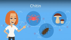 Chitin • Aufbau und Vorkommen von Chitin