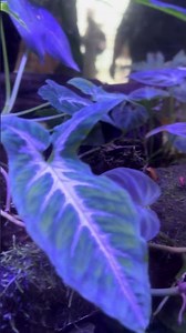 🐸 Tiny Rainforest — The Hidden World of a Poison Dart Frog