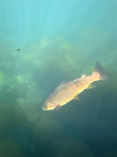 Pesca en Alto Biobío: Capturas y Risas con FlyCast