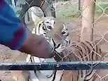 Horrifying moment man is mauled to death when petting a Bengal tiger