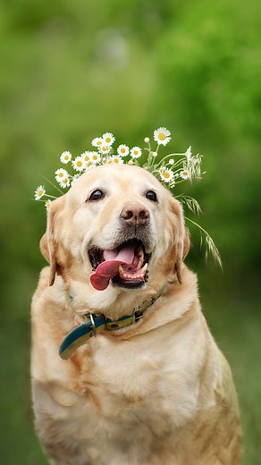 2.5K views · 368 reactions | Levels are used to easily adjust the brightness and contrast of a photo by modifying its shadows and highlights. | Adobe Photoshop Elements & Premiere Elements | Facebook