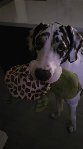 Great Dane toy spy #greatdane #shorts #funny #funnydogs #dog #dogmom #doglife #bigdog #toys #cutedog