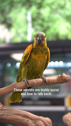 4K views · 46 reactions | The Stunning and Rare Xanthopteryx (Yellow...