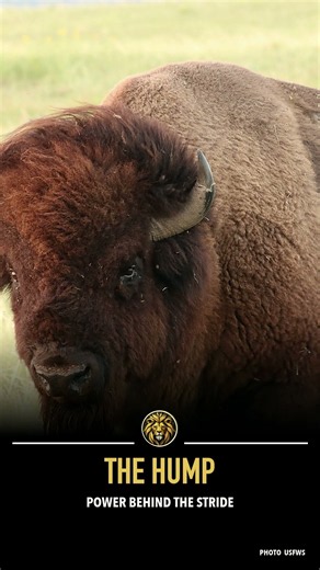 American Bison: The Sprinting Giant (35 MPH!)