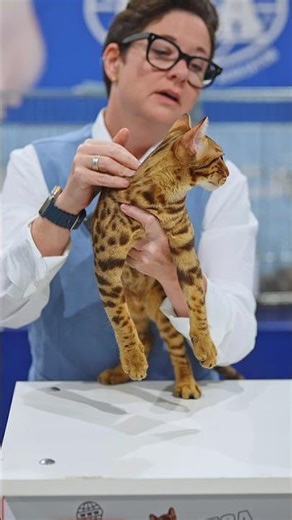 Meet the Ocicat