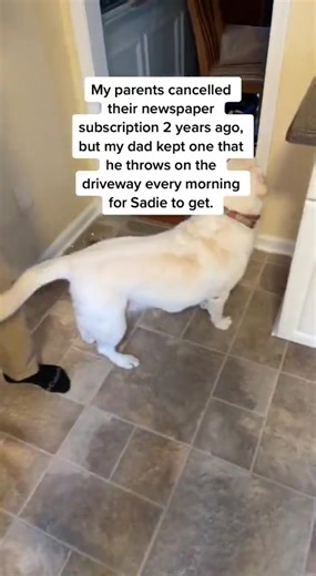 The Joy of a Happy Labrador