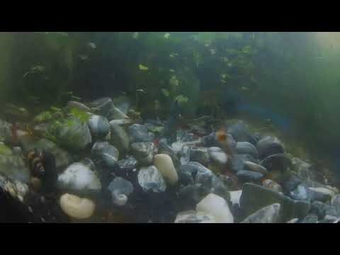 Live Shrimp — Mating Assassin Snails! (20 Oct 2025) #shrimptank #shrimp #aquarium #live
