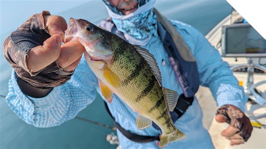 Catching perch with no live bait - Stingnose