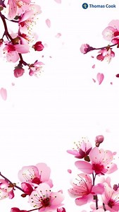 77K views · 557 reactions | The touch of pink brightened up our trip #ThomasCook #cherryblossom #travel #destinations #holidays #trending #explorepage | Thomas Cook India | Facebook