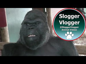 How strong is a silverback? Gorilla Shows Strength When Throwing Female #strenght