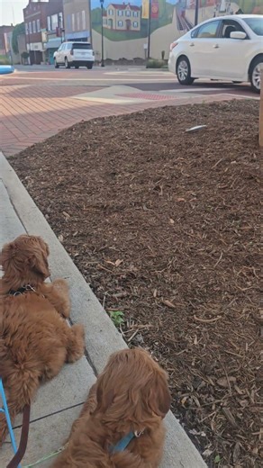 Mini Goldendoodles Learning about life