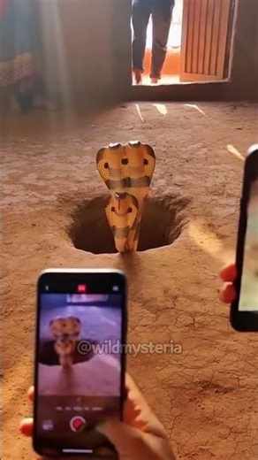 3 Headed Cobra 😳🐍 #3headedsnake #3headedcobra