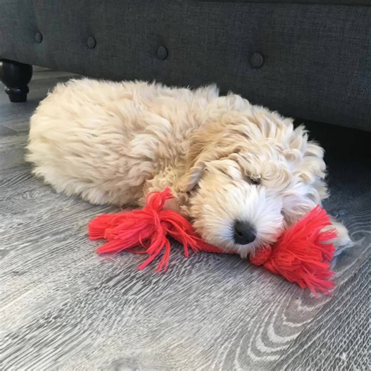 I posted this video a few days ago, I don't know how the message didnt post with it. Our little Saxon was hit and killed by a car on Tuesday. My son and I were with him, he was waging his tale and had no pain as he died in my arms. It was quick and thankfully he did not suffer. It was one of the worst things that I have ever experienced and as you can imagine, we are beyond heartbroken. His life was much too short, he was an angel and now he is in heaven with wings. | Kim Lyons