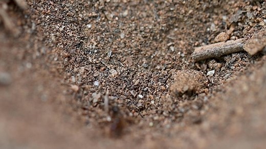 Beneath South Carolina’s sandy soils lives a creature that’s both strange and familiar. Known as the antlion—or “doodlebug” across the South—this insect spends its early life hidden beneath the sand, building tiny pit traps to capture unsuspecting prey. Later, it transforms into a delicate, lace-winged adult that pollinates plants and supports the food web. Beyond their ecological role, antlions have long been part of southern folklore, remembered for the childhood rhymes once whispered over the