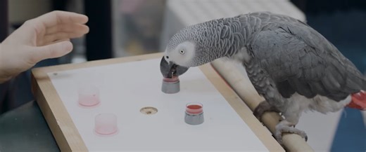Harvard researchers test intelligence of African grey parrot