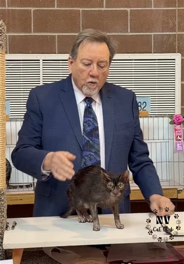 Lykoi: The Fascinating Werewolf Cat