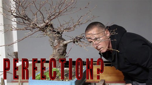 The Pursuit of Perfection – A Journey to Mastery in Bonsai Styling