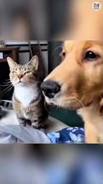 Try Not To Laugh Challenge😜😼Funny and Cute CAT Videos Compilation 78 #SHORTS